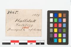 Etikett zu Beinnadelspitzenschoner (NHMW-PRAE-003445)